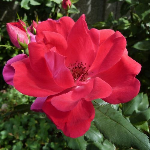 Rosso ciliegia - rose floribunde